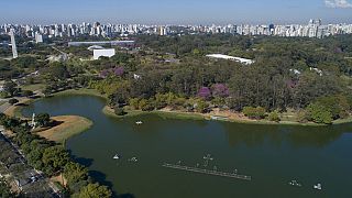 Brésil : le lac d'Ibirapuera vire au vert à cause des algues