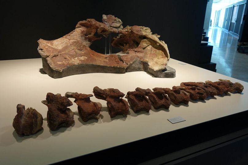 Restos óseos de 'Qunkasaura pintiquiniestra' expuestos en el Museo Paleontológico de Castilla-La Mancha