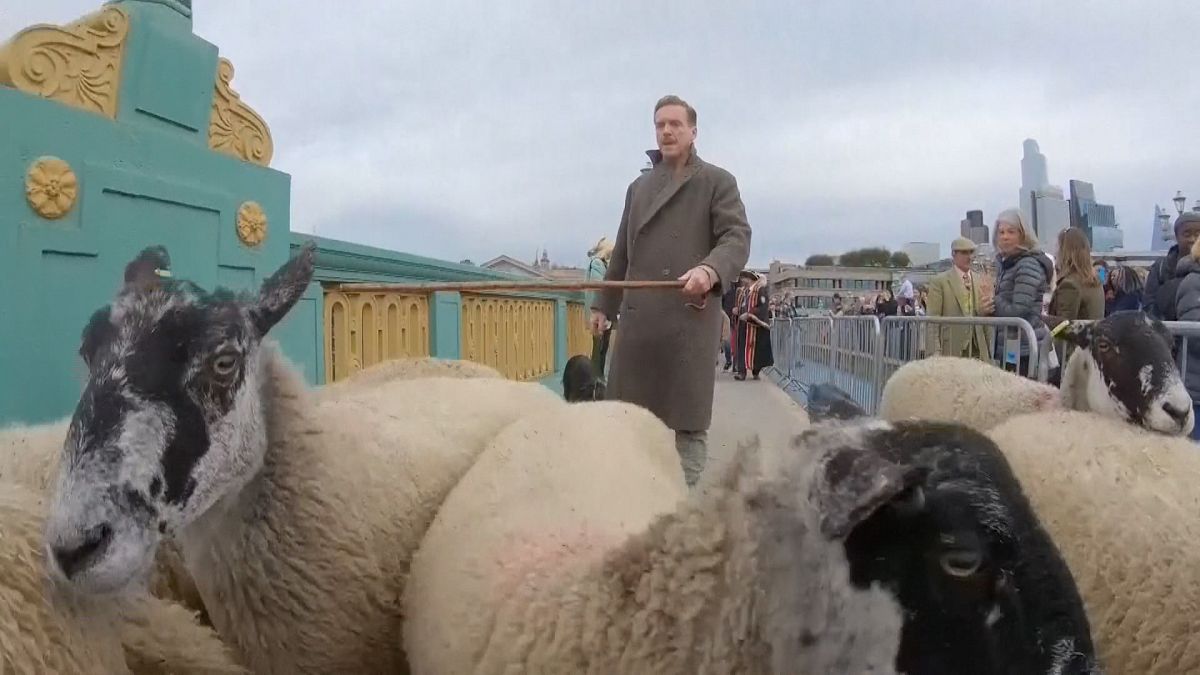 Actor Damian Lewis herds sheep over London bridge to honour medieval tradition