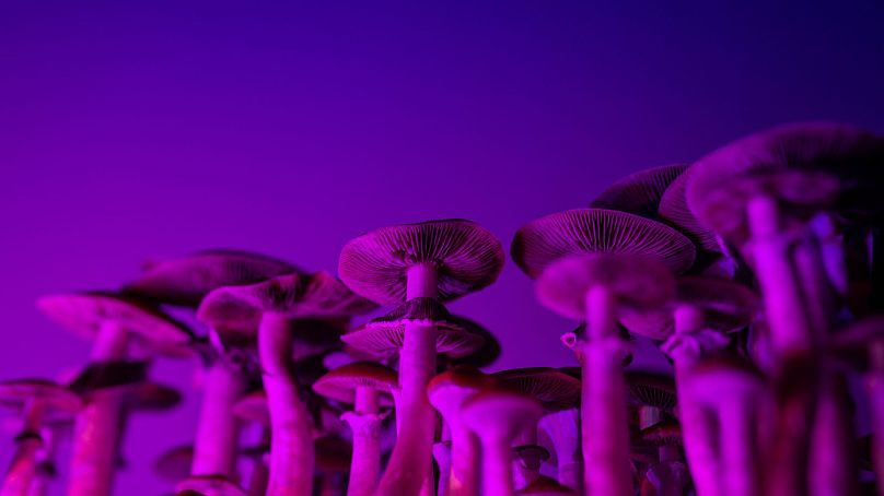 In controlled settings, psilocybin has been shown to be an effective therapeutic drug for certain mental health conditions. 