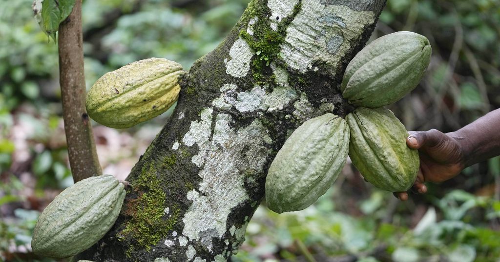 Ivory Coast: Rising cocoa farmgate price fails to convince