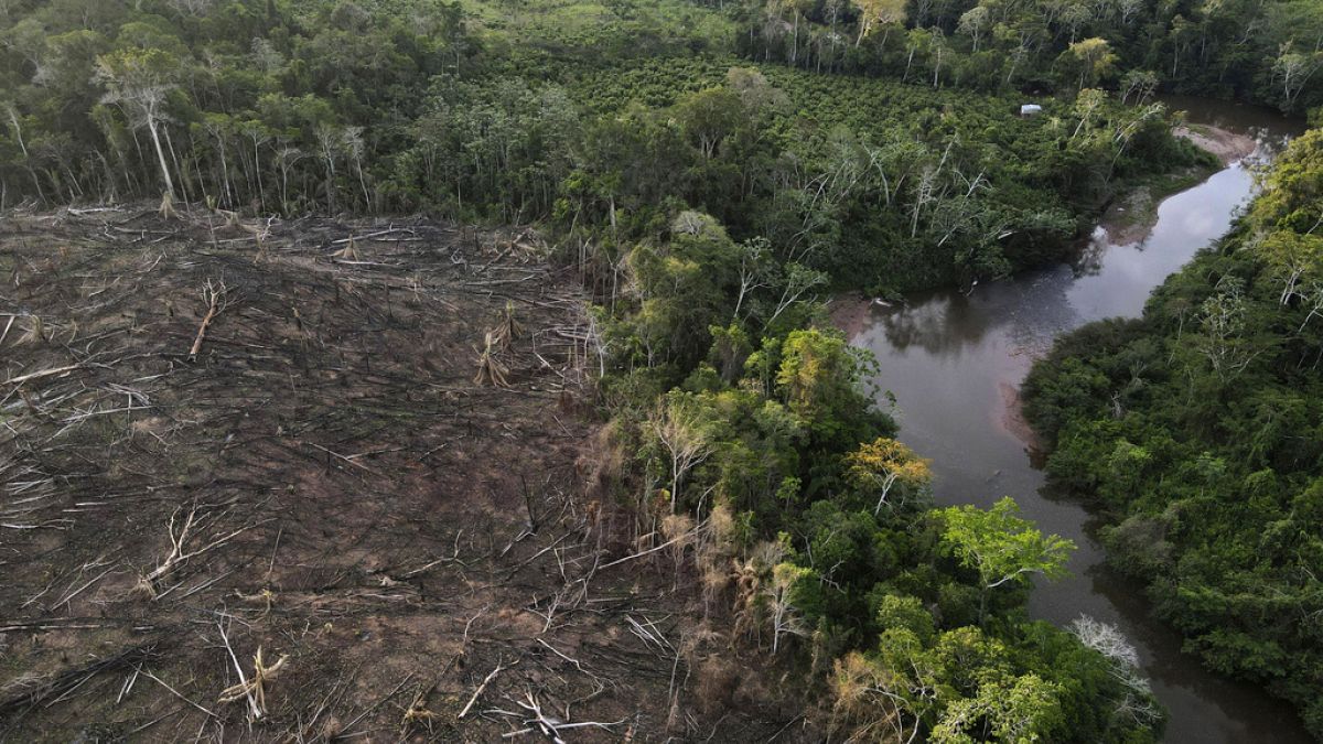 Coffee and Cocoa Delay Implementation of European Forest Protection Law