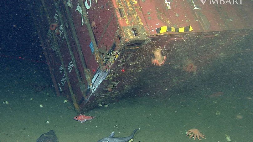Şubat 2004'te bir fırtına sırasında kargo gemisi Med Taipei'den kaybolan bir nakliye konteynerinin etrafındaki balıklar ve diğer deniz canlıları.