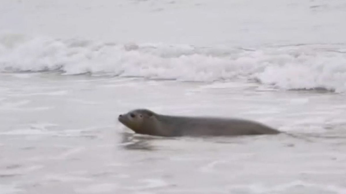 No Comment. Les bébés phoques en voie de disparition retournent à la mer près du Mont Saint-Michel