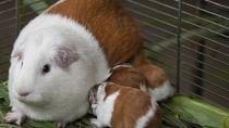 Genetically modified guinea pig 'Peru' celebrates 20th birthday