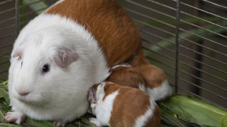 Genetically modified guinea pig 'Peru' celebrates 20th birthday