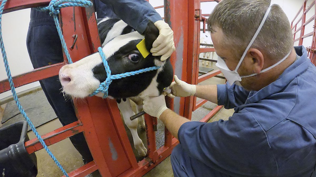 Dairy workers in California infected with bird flu amid ongoing US outbreak