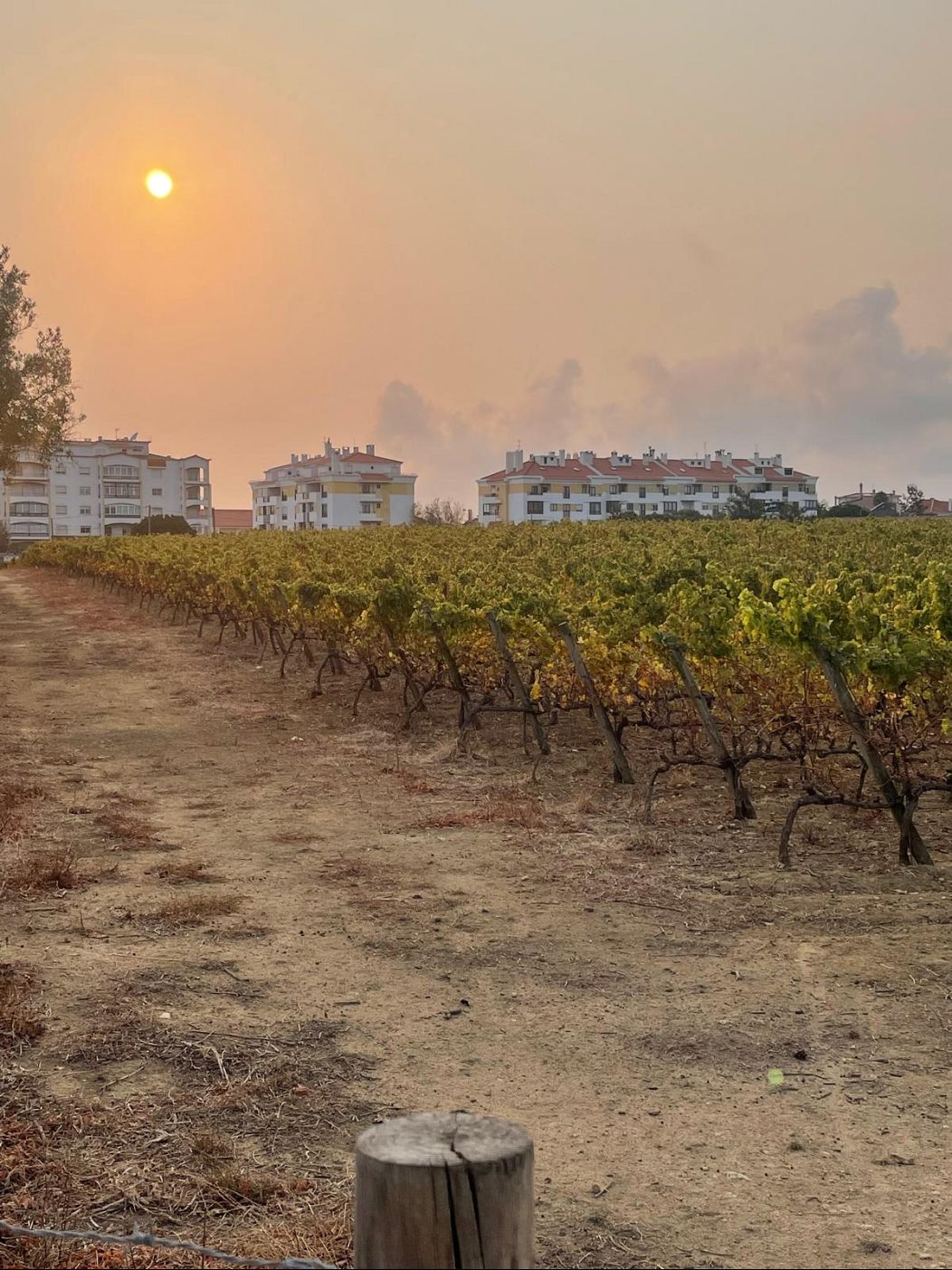 Carcavelos vineyard in Oeiras