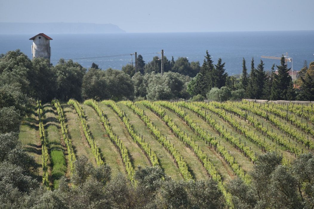 Temperatures in Villa Oeiras vineyards are moderated by the Atlantic Ocean