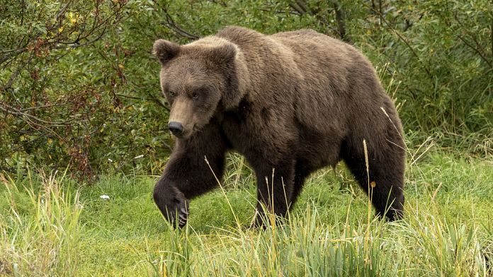 Slovacchia: un 55enne muore dopo essere stato attaccato da un orso bruno