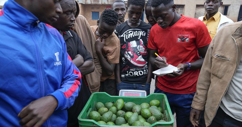 Burundi farmers band together to get fair prices for avocados