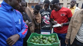 Burundi farmers band together to get fair prices for avocados