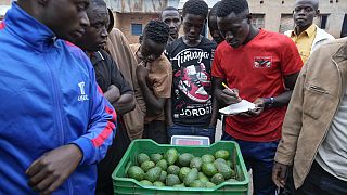 Burundi : les agriculteurs d'avocats s'associent en coopérative