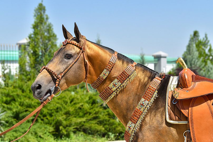 Akhal-Teke horse