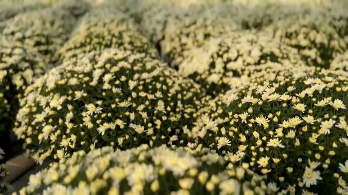 La ville roumaine de Iași en fleurs à l'approche de la sainte Parascève