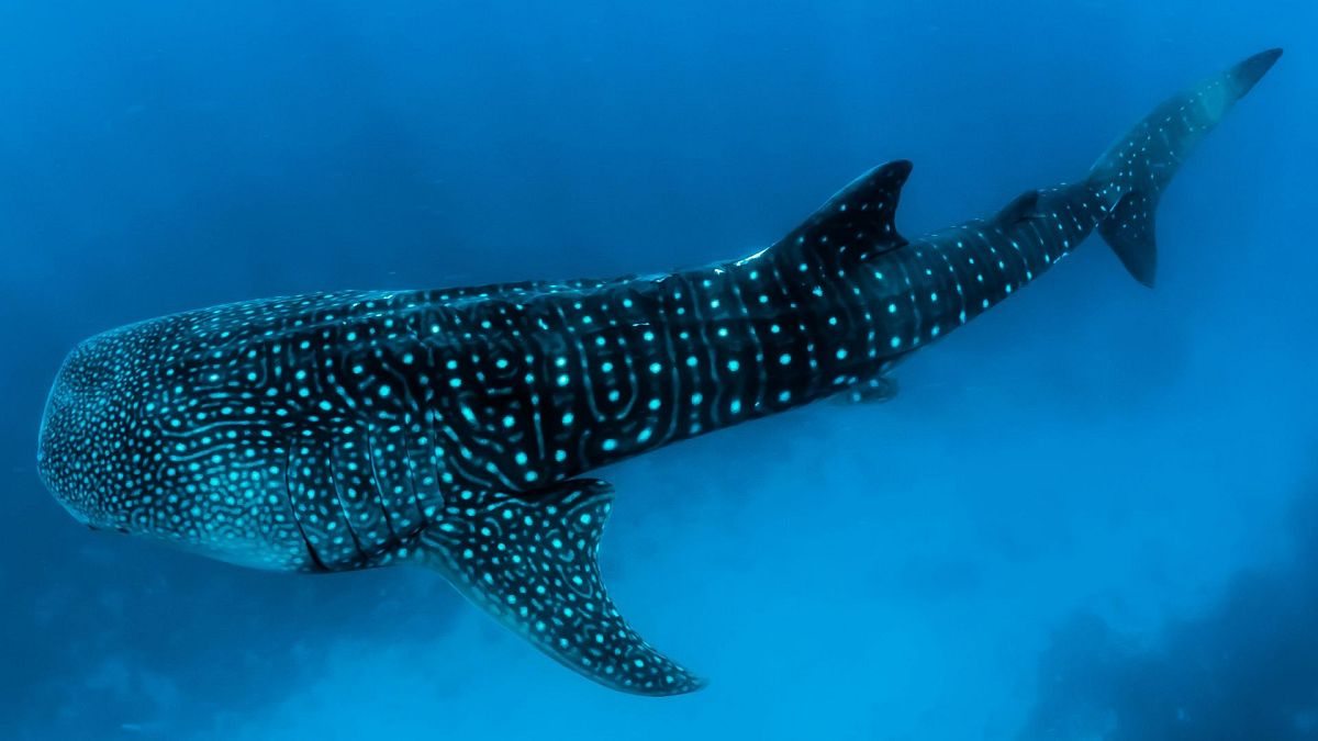 The climate crisis may cause more whale shark collisions with ships - here’s why