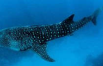 Close-up of a whale shark, the world's largest fish
