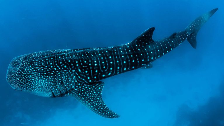 Close-up of a whale shark, the world's largest fish