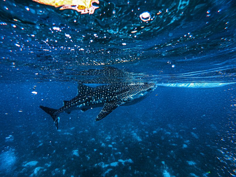 A whale shark swims close to the surface of the ocean