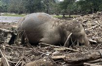 The body of an elephant lies among floodwater debris in Chiang Mai province.