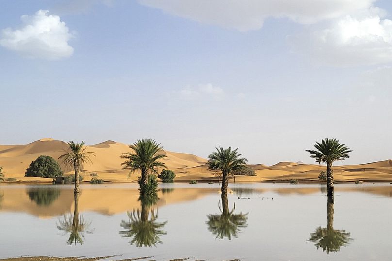انعكاس أشجار النخيل على  بحيرة شكلتها الأمطار النادرة