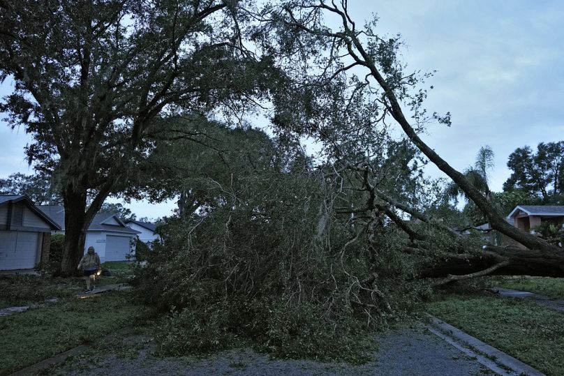 Un árbol caído yace sobre la calle tras el paso del huracán Milton el jueves 10 de octubre de 2024 en Valrico, Florida. 