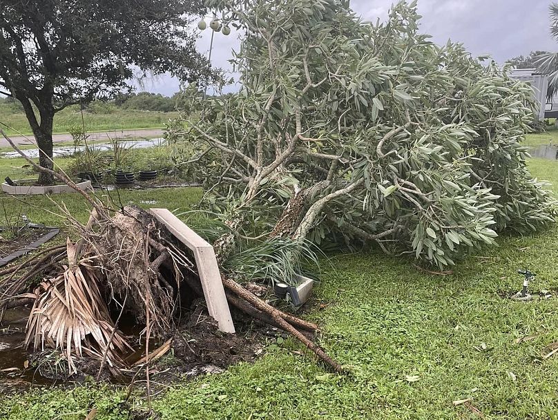 Kicsavart fa April fotóján