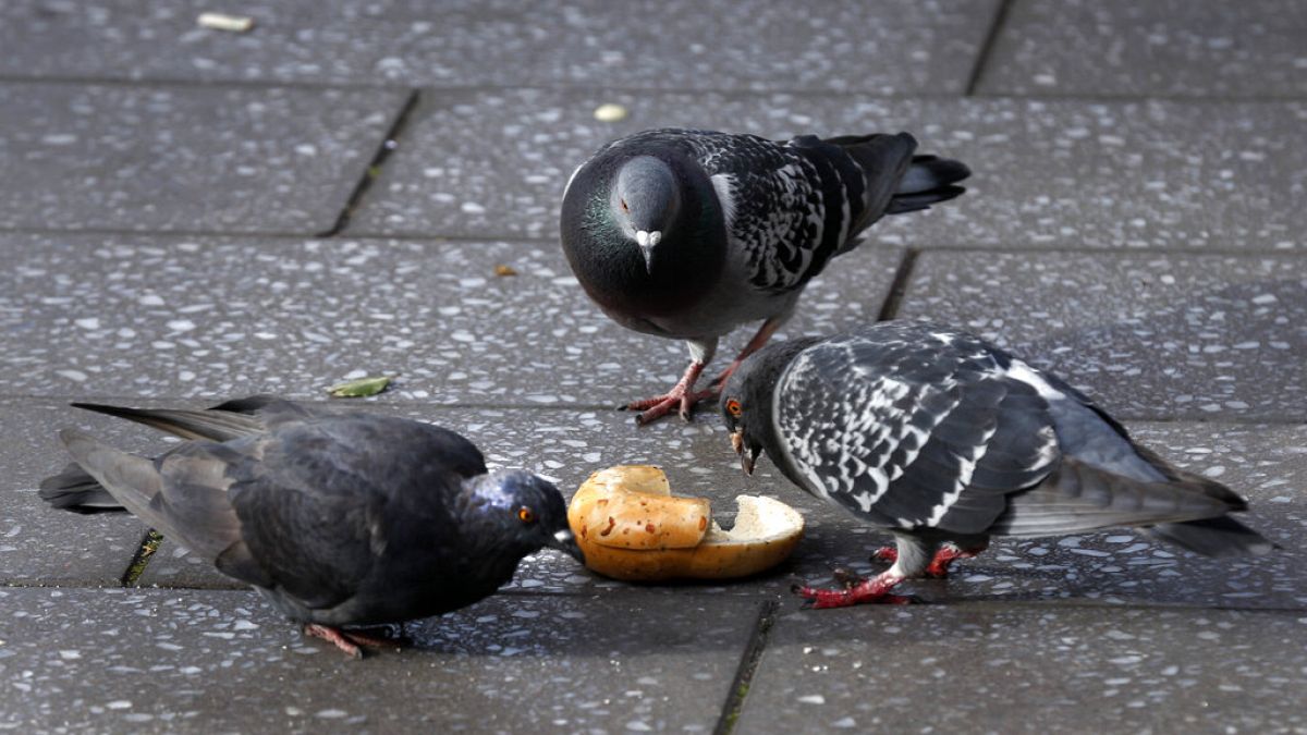 À Bruxelles, des graines contraceptives pour réguler la population des pigeons