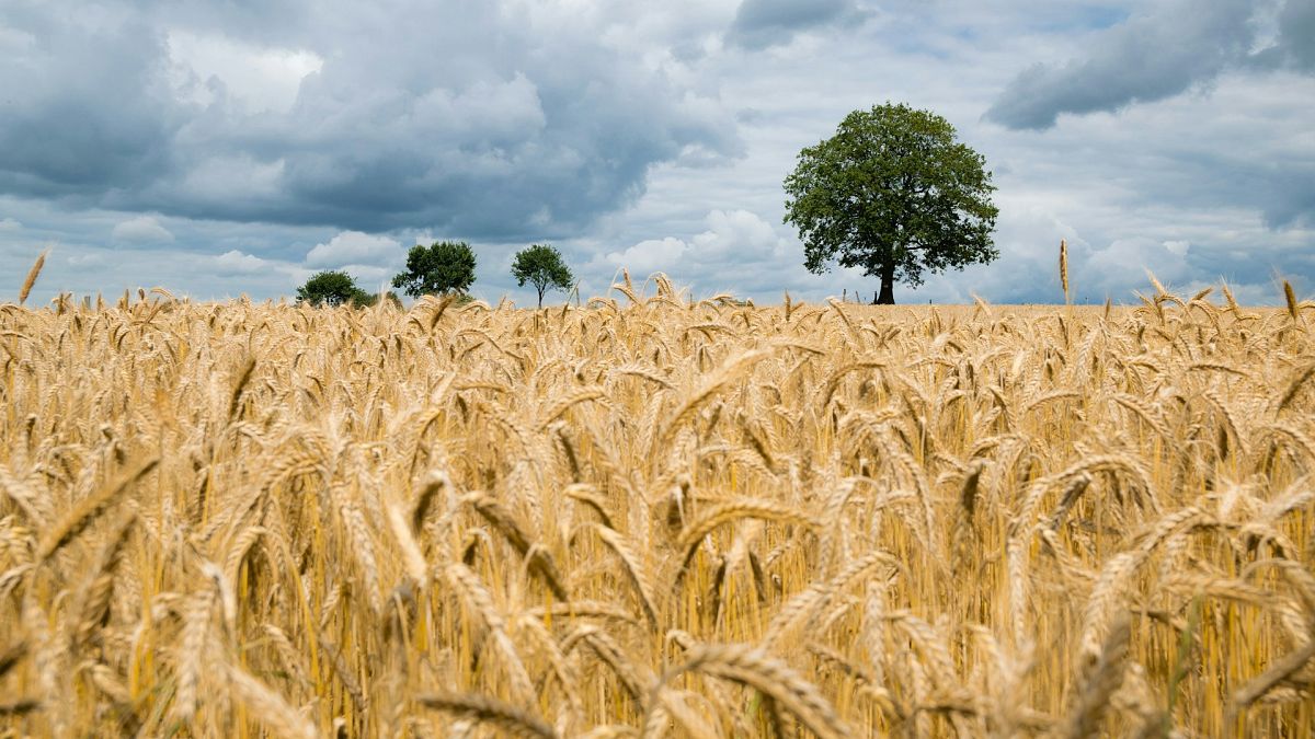 As England suffers one of its worst ever harvests ever, what could disappear from shop shelves?