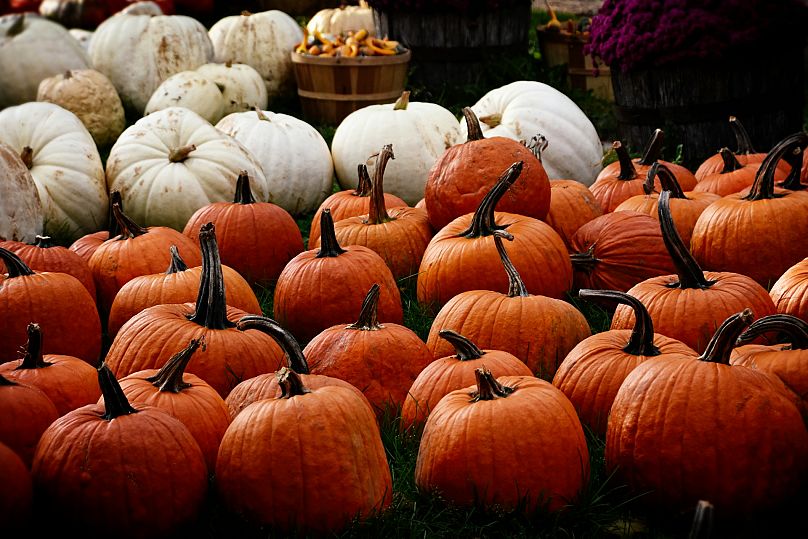 England's pumpkin harvest has been below par, just as Halloween approaches