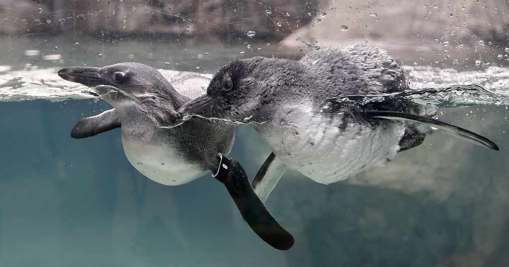 UK zoo welcomes endangered African Penguin chicks