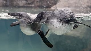 UK zoo welcomes endangered African Penguin chicks