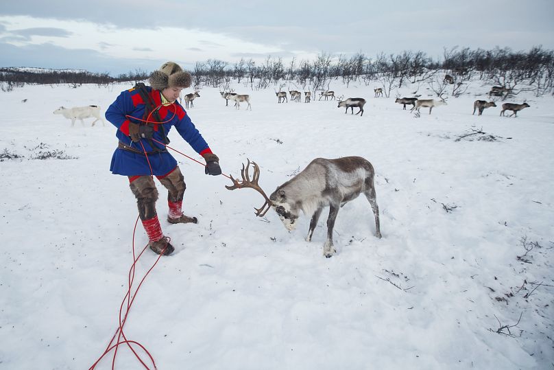 FILE - Sámi reindeer herder Jon Mikkel Eira captures a reindeer at Nightwater (Idjajavri) 20 kilometers outside Karasjok, Norway on 2 February, 2017.