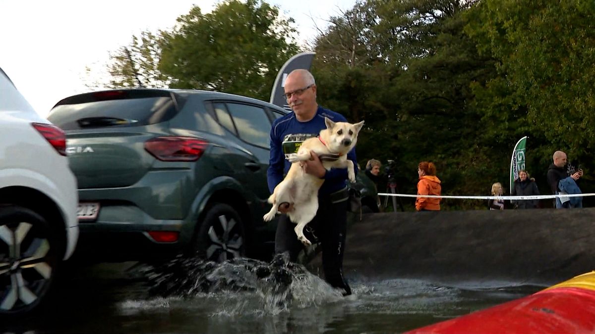 Vídeo. Vídeo: Carrera de obstáculos para perros y dueños en Dinamarca ...