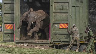Kenya : une solution contre la surpopulation des éléphants