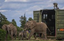 Kenya Wildlife Service rangers and capture team release five elephants at Aberdare National Park, located in central Kenya, Monday, Oct. 14, 2024.