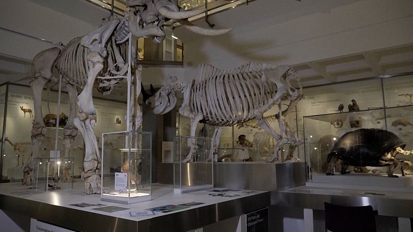 Wide shot of Jack Ashby walking through the Museum of Zoology Cambridge