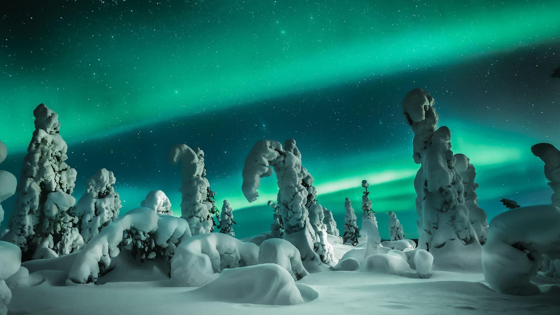 Northern Lights, penguin parades and glowing oceans Where to chase