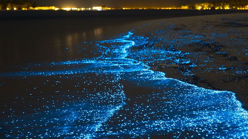 Plancton bioluminescente in Florida