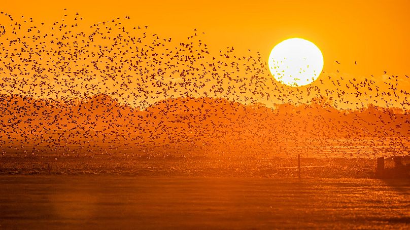 Gli storni "Sole nero" in Danimarca