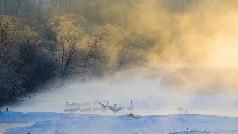 Gru giapponesi a Hokkaido 