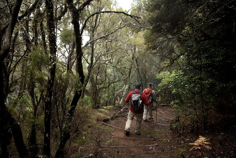 Garajonay National Park, Cedar Forest, La Gomera