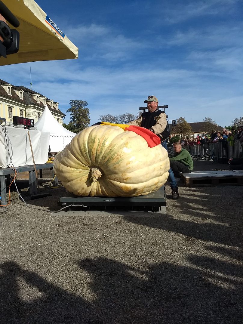 Pictured here in Belgium, Mario took home the top prize at the European Pumpkin Championship last week.