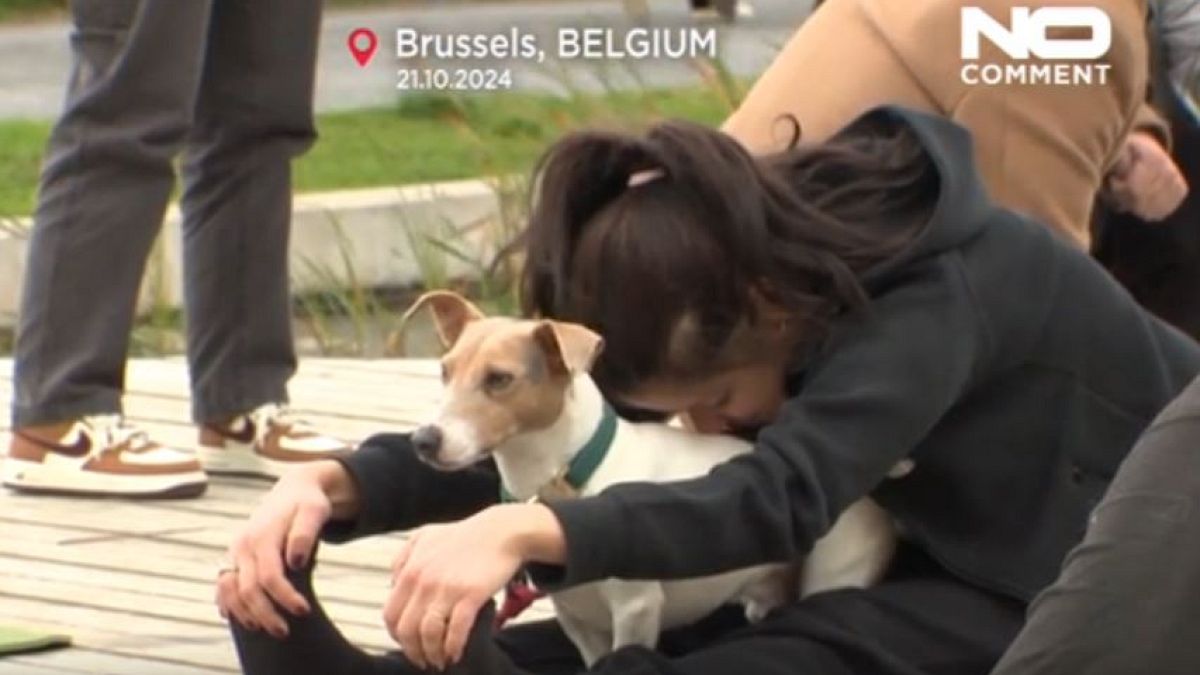 No Comment. Bruxelles a accueilli son premier « Woofstock », un festival dédié aux chiens.