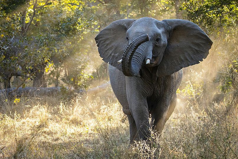 Zimbabve'deki Hwange Ulusal Parkı, bu destansı maceranın duraklarından biri.