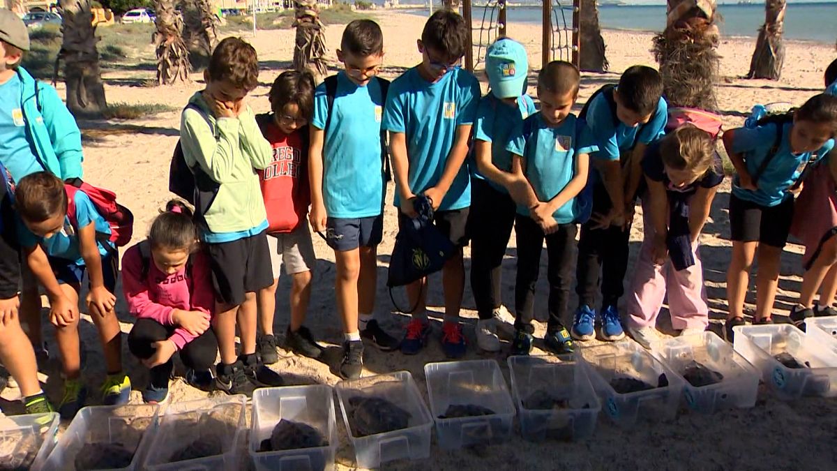 22 loggerhead turtles are released into the Balearic Sea at Almarossa