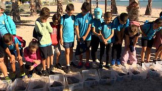 22 tartarughe in procinto di essere liberate, spiaggia di Almassora, Spagna, 22.10.2024