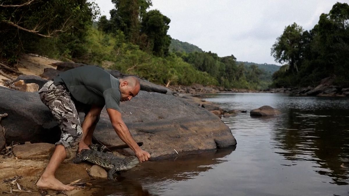 Siamese crocodile returns to Cambodia’s wild