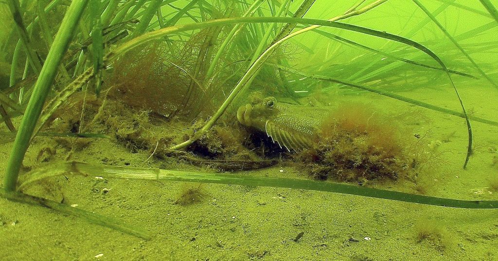 The battle to save seagrass off Kenya’s coast