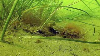 The battle to save seagrass off Kenya's coast